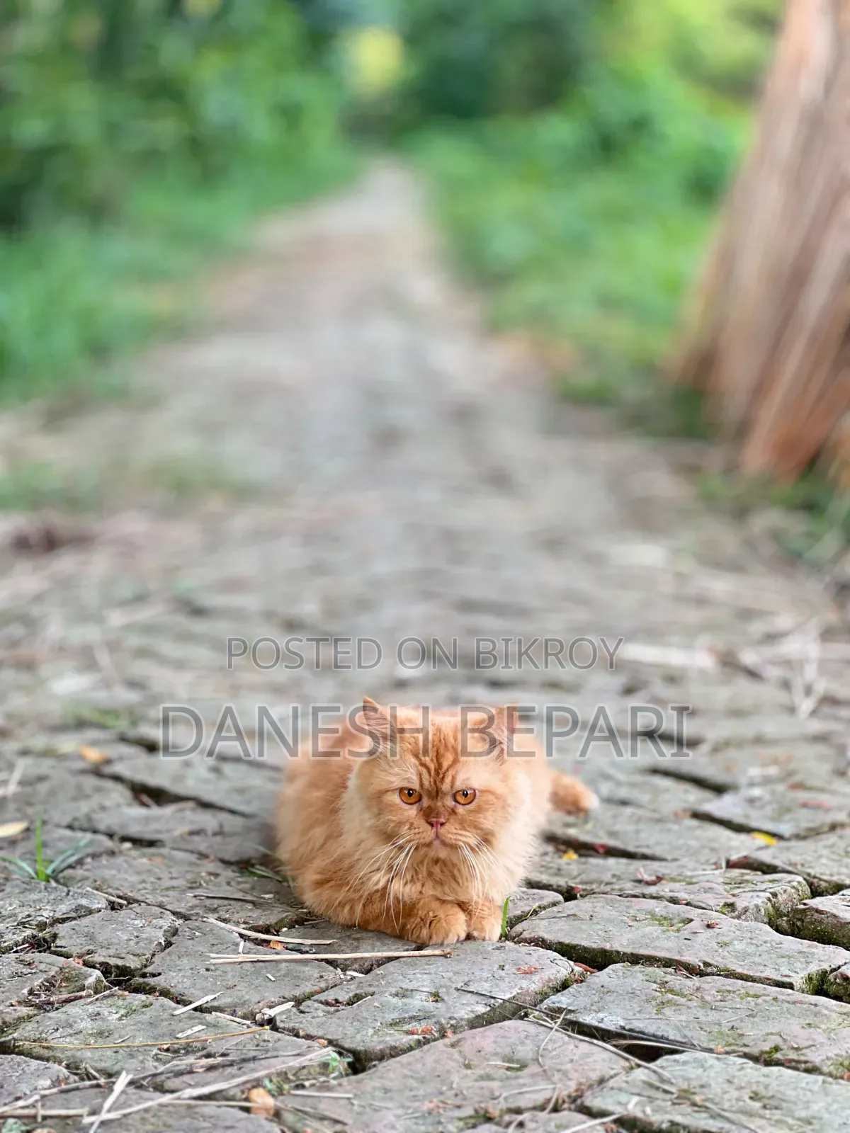 6-12 months Male Purebred Persian