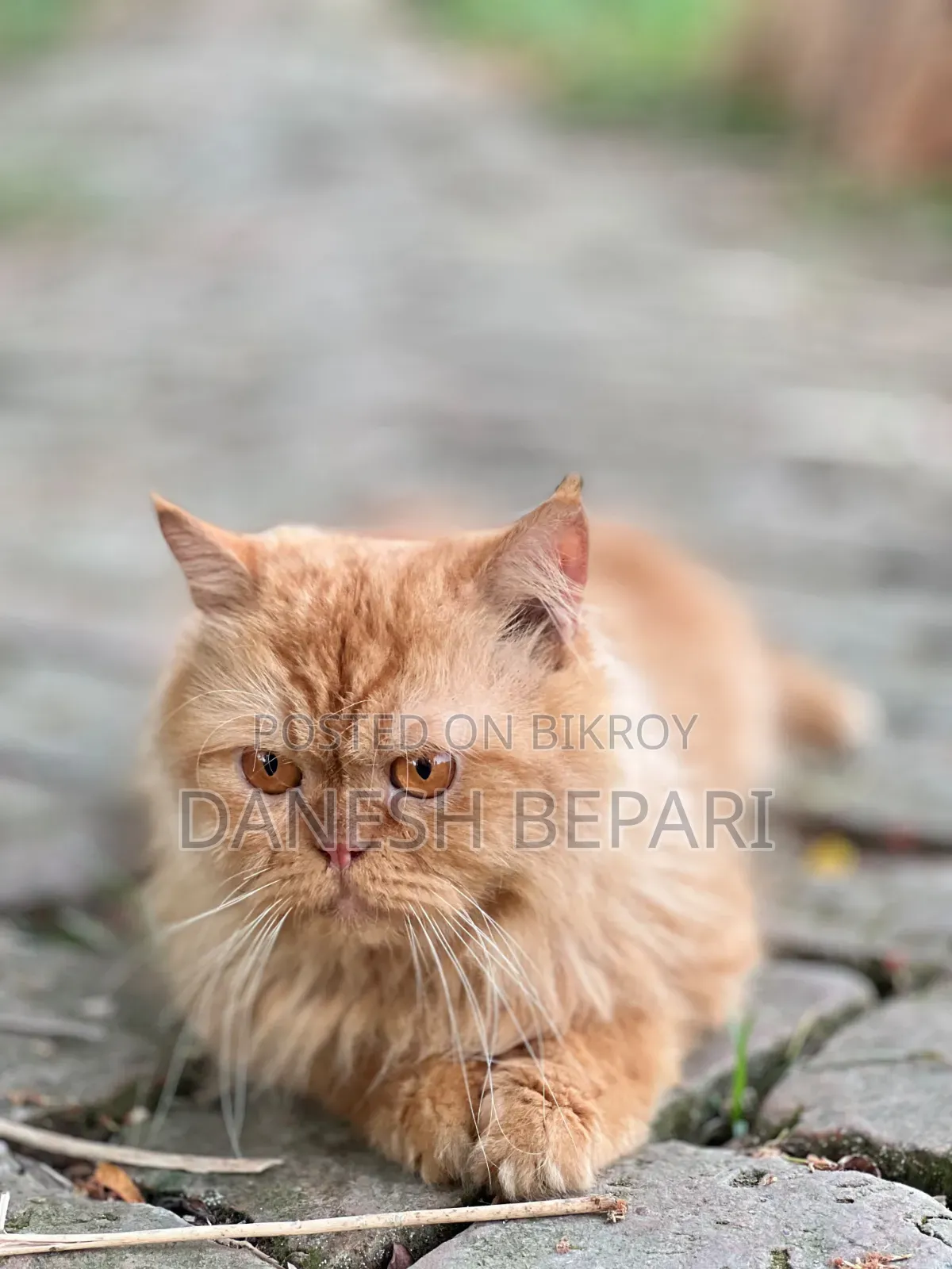 6-12 months Male Purebred Persian