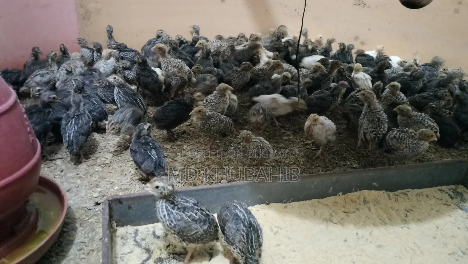 Quail Bird Chicks