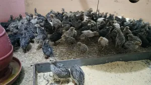 Quail Bird Chicks