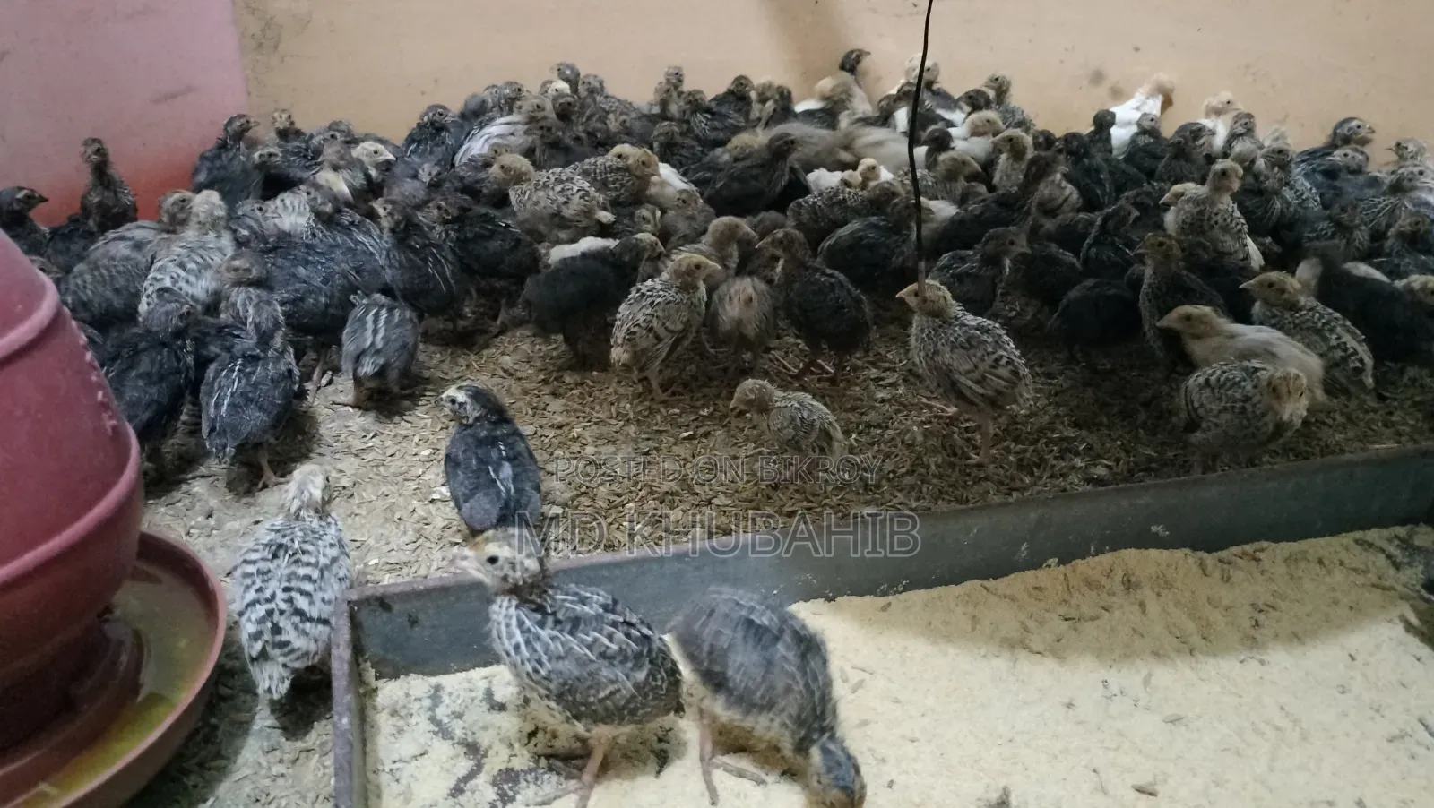 Quail Bird Chicks