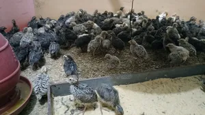 Quail Bird Chicks