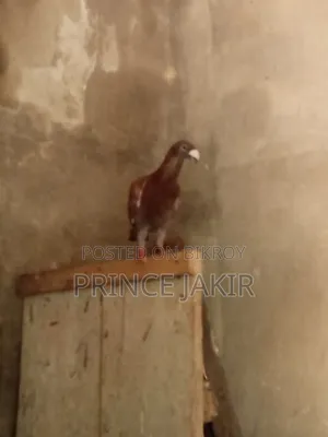 Beauty Huma Pigeon