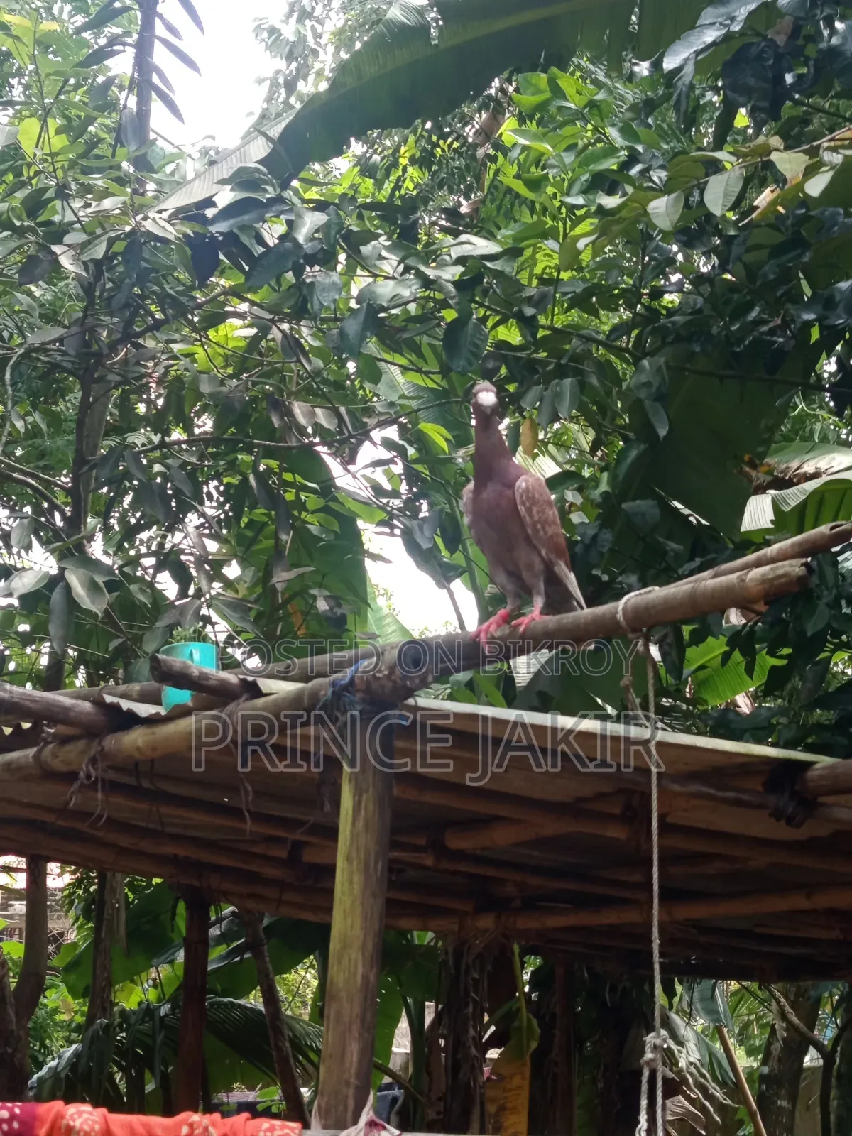 Beauty Huma Pigeon