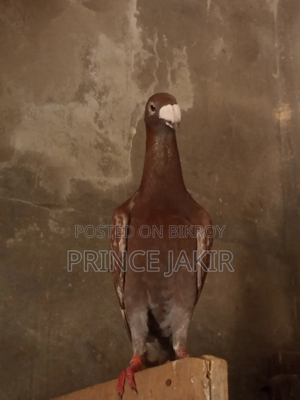 Beauty Huma Pigeon