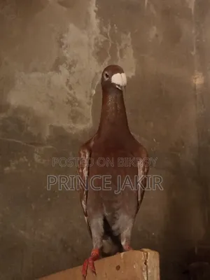 Beauty Huma Pigeon