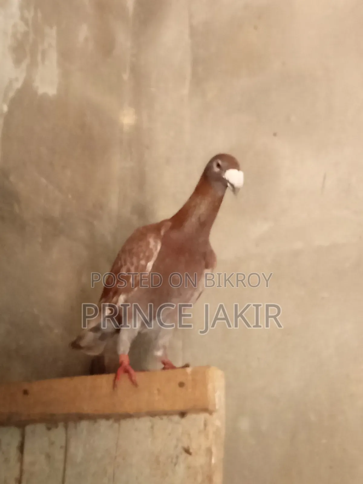 Beauty Huma Pigeon
