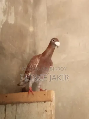 Beauty Huma Pigeon