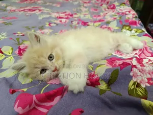 1-3 months Female Mixed Breed Persian