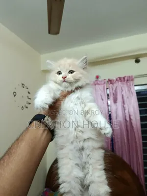 1-3 months Female Mixed Breed Persian