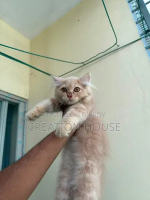 1-3 months Female Mixed Breed Persian