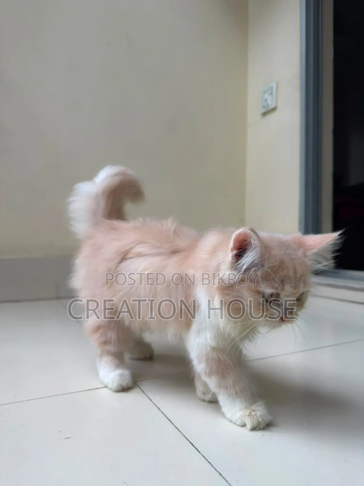 1-3 months Female Mixed Breed Persian