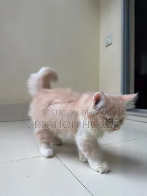 1-3 months Female Mixed Breed Persian