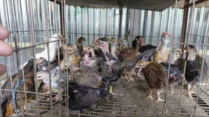 Desi Chicken Chicks