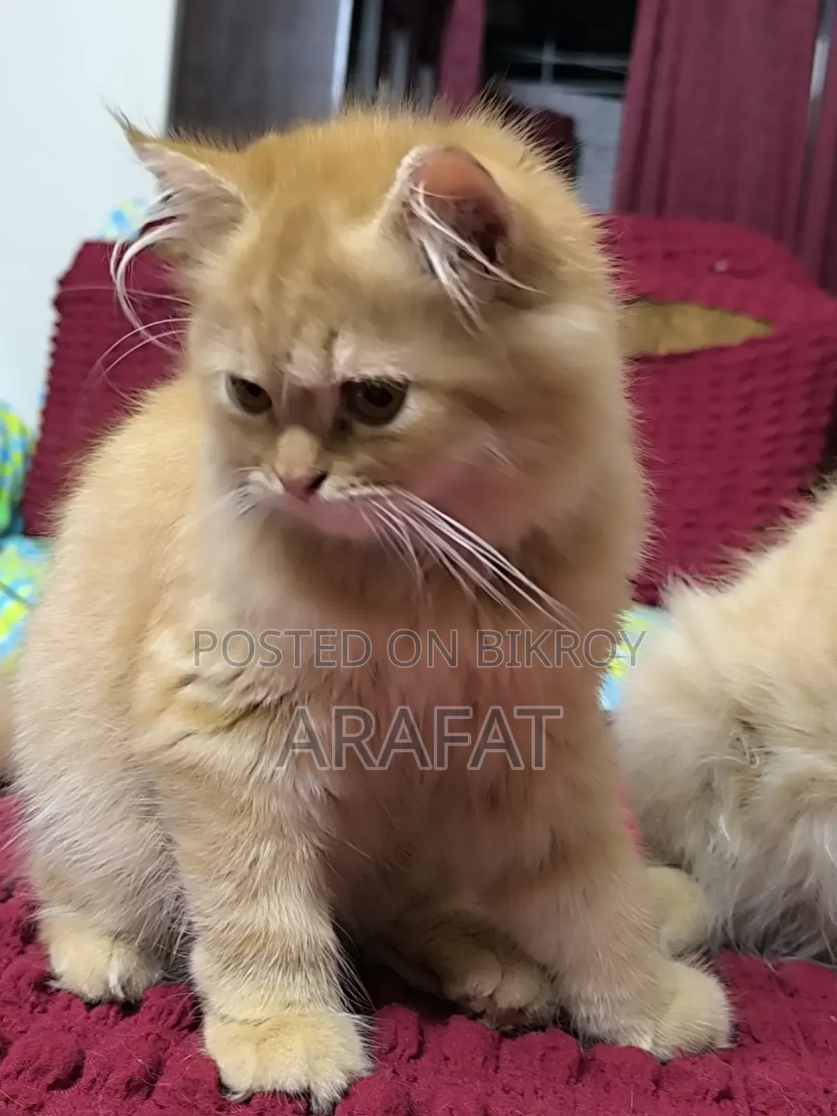 3-6 months Male Purebred Persian