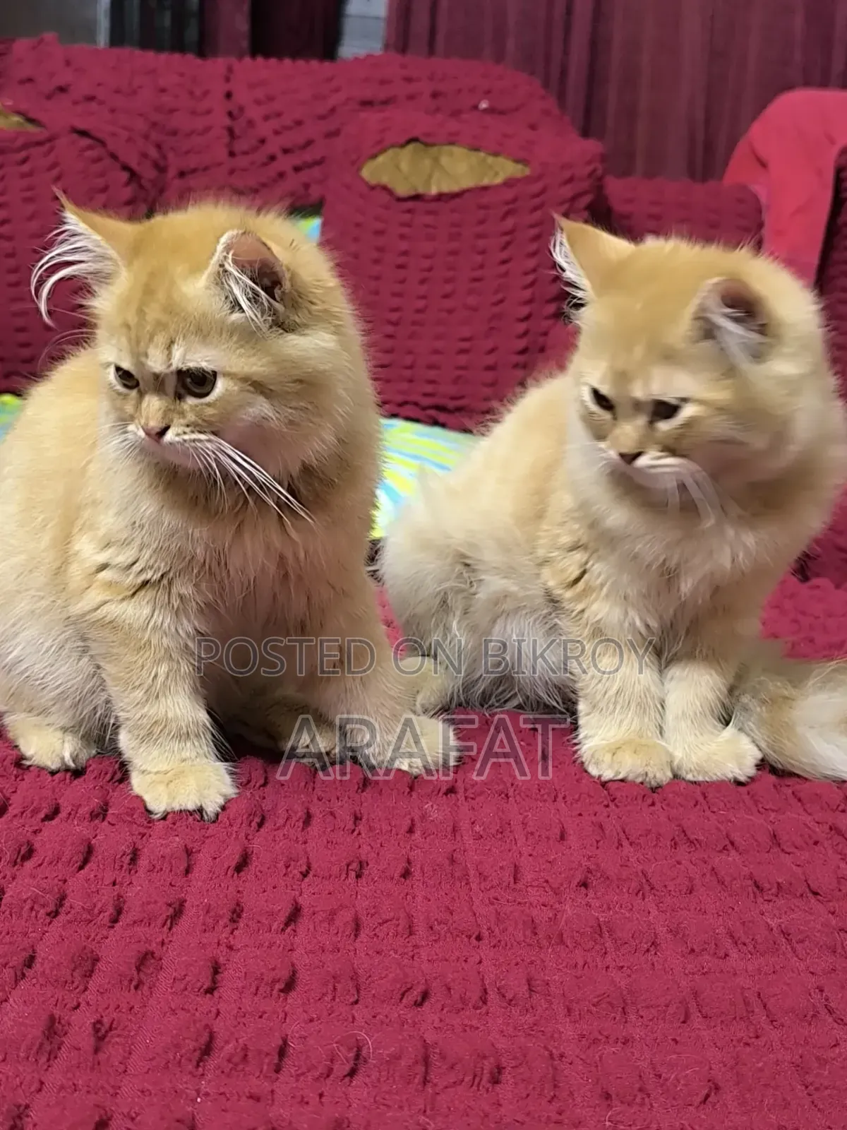 3-6 months Male Purebred Persian