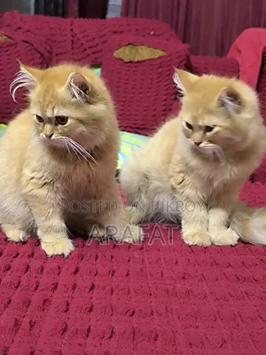 3-6 months Male Purebred Persian