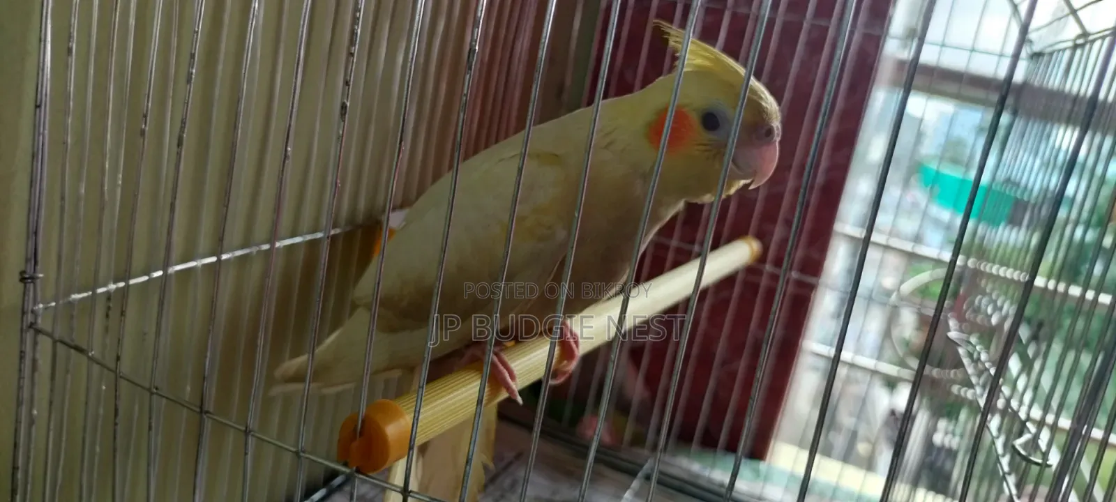 Tame Cockatiel
