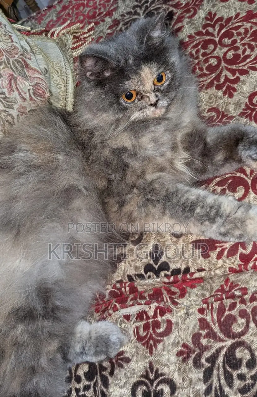 1+ year Female Purebred Persian