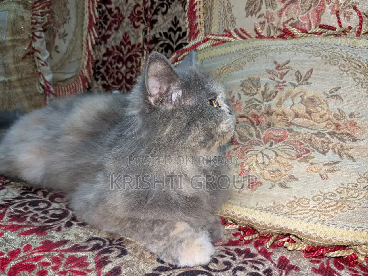 1+ year Female Purebred Persian
