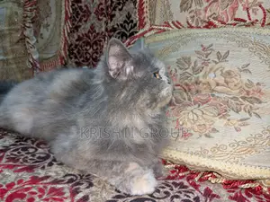 1+ year Female Purebred Persian