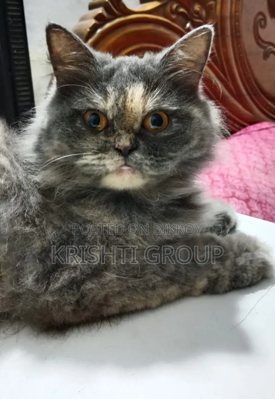 1+ year Female Purebred Persian