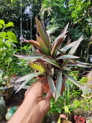 বিশেষ অফার যেকোনো ৪টি গাছ