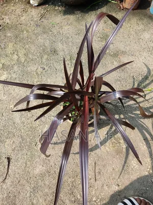 বিশেষ অফার যেকোনো ৪টি গাছ