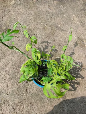 বিশেষ অফার যেকোনো ৪টি গাছ