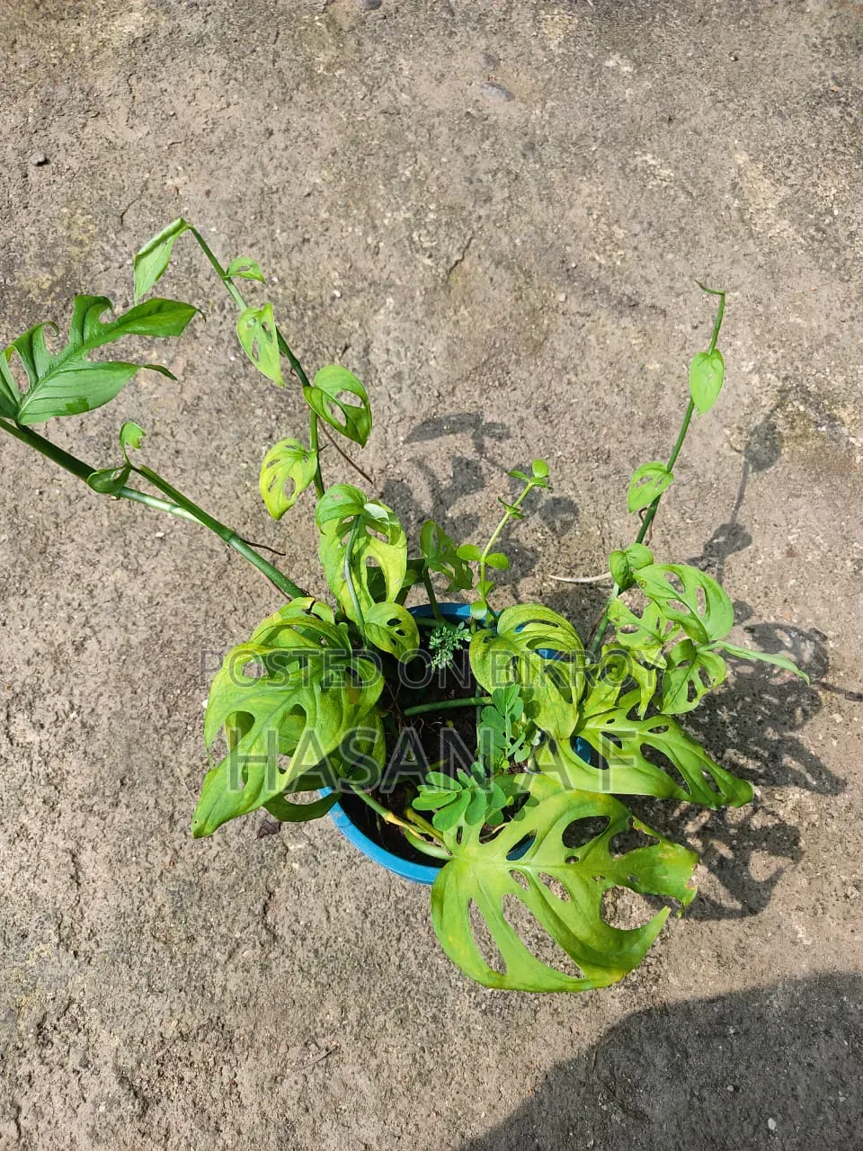 বিশেষ অফার যেকোনো ৪টি গাছ