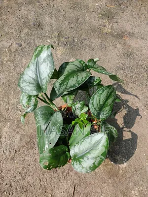 বিশেষ অফার যেকোনো ৪টি গাছ