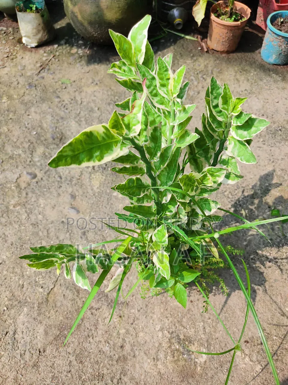 বিশেষ অফার যেকোনো ৪টি গাছ