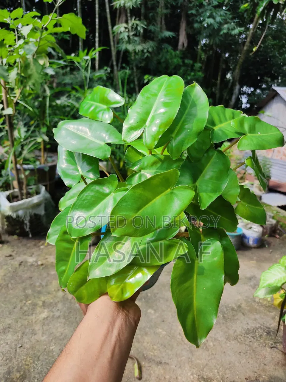 বিশেষ অফার যেকোনো ৪টি গাছ