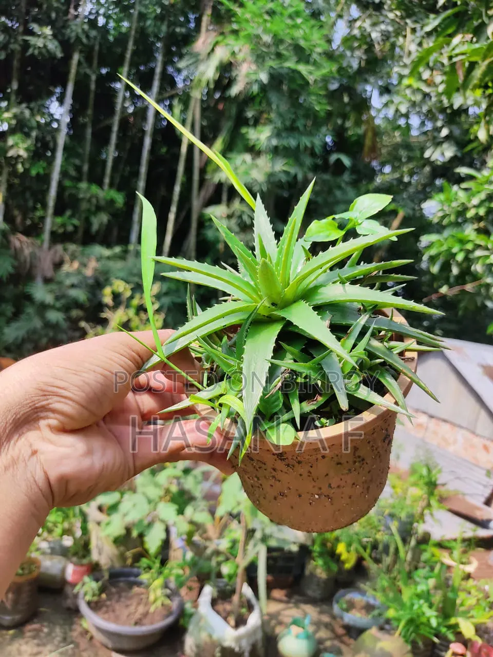বিশেষ অফার যেকোনো ৪টি গাছ