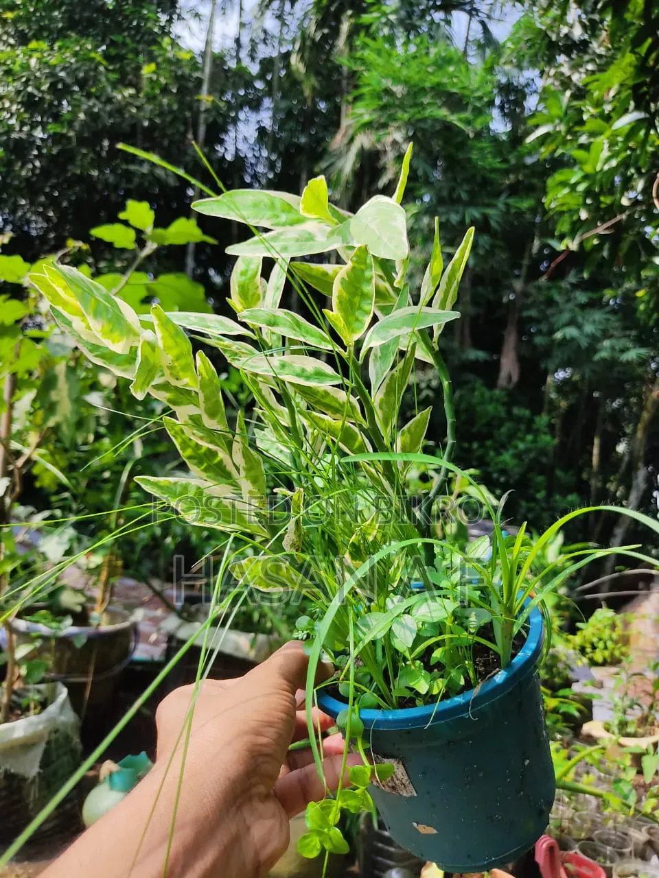 বিশেষ অফার যেকোনো ৪টি গাছ