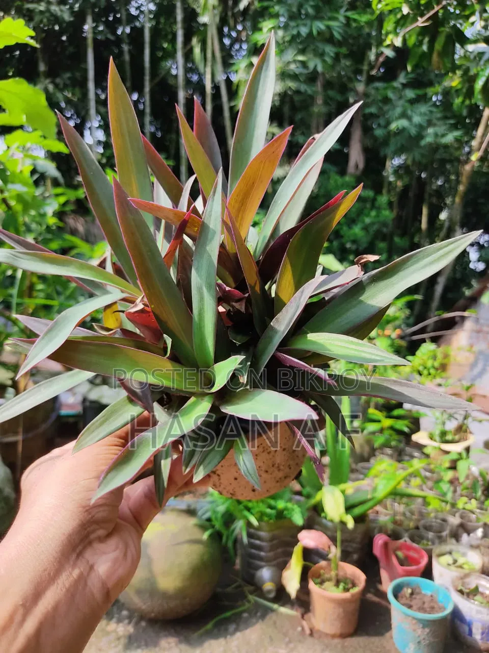 বিশেষ অফার যেকোনো ৪টি গাছ