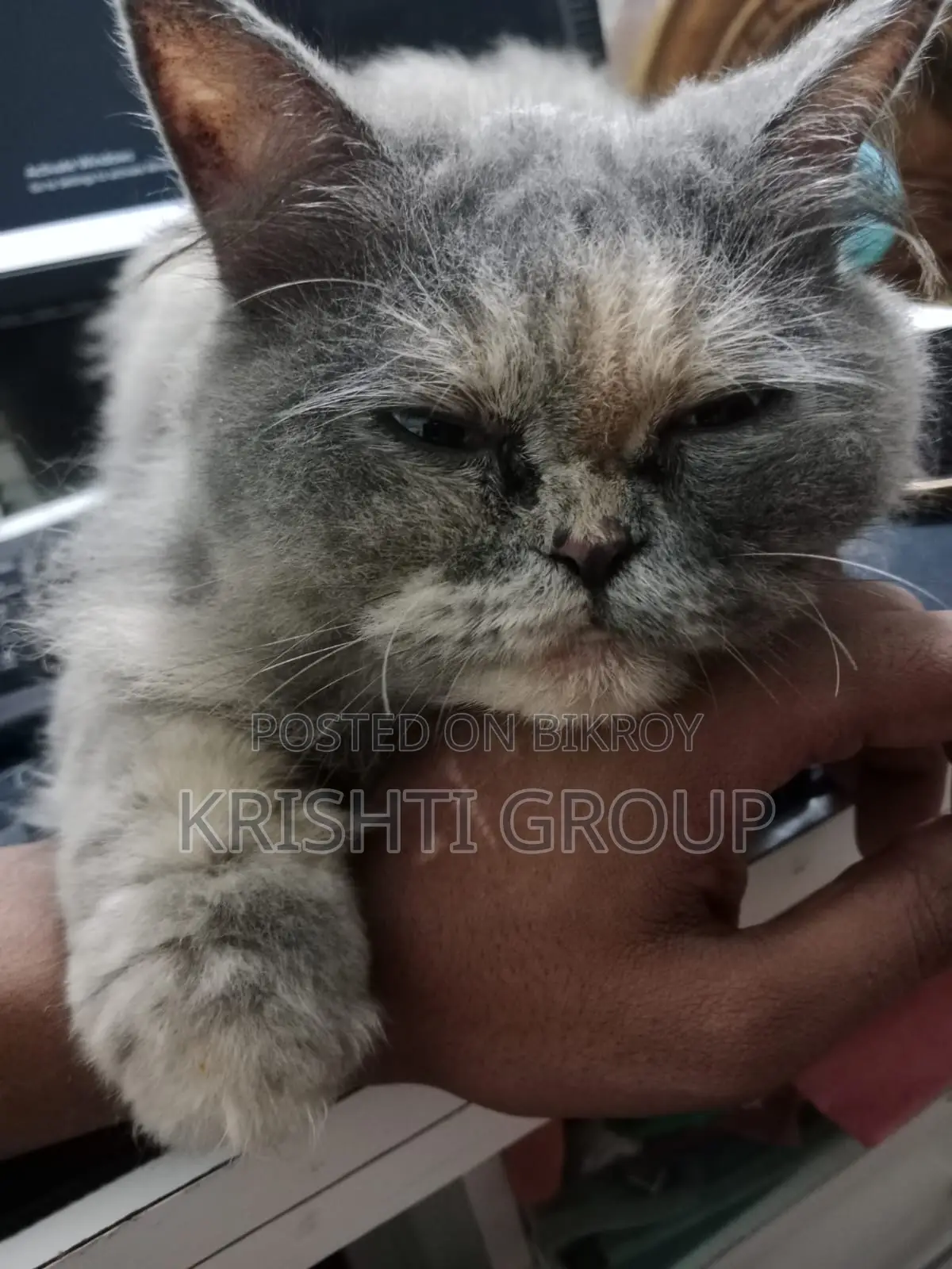 1+ year Female Purebred Persian