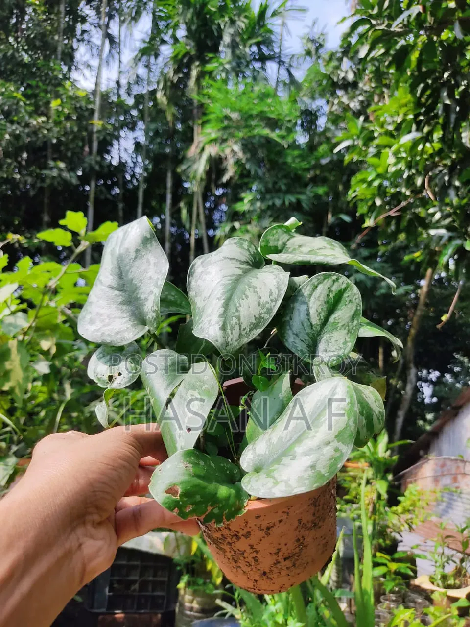 বিশেষ অফার যেকোনো ৪টি গাছ