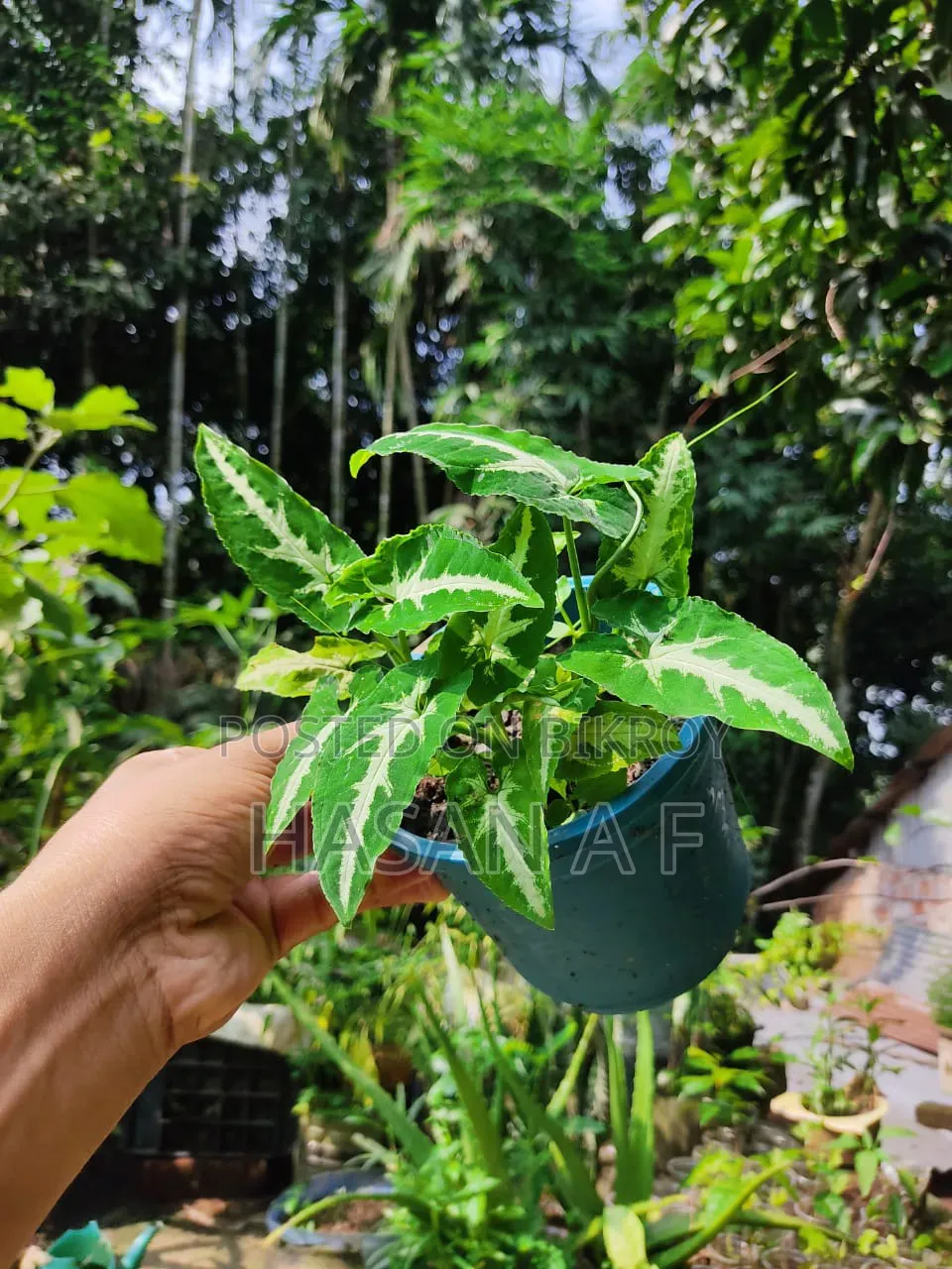 বিশেষ অফার যেকোনো ৪টি গাছ