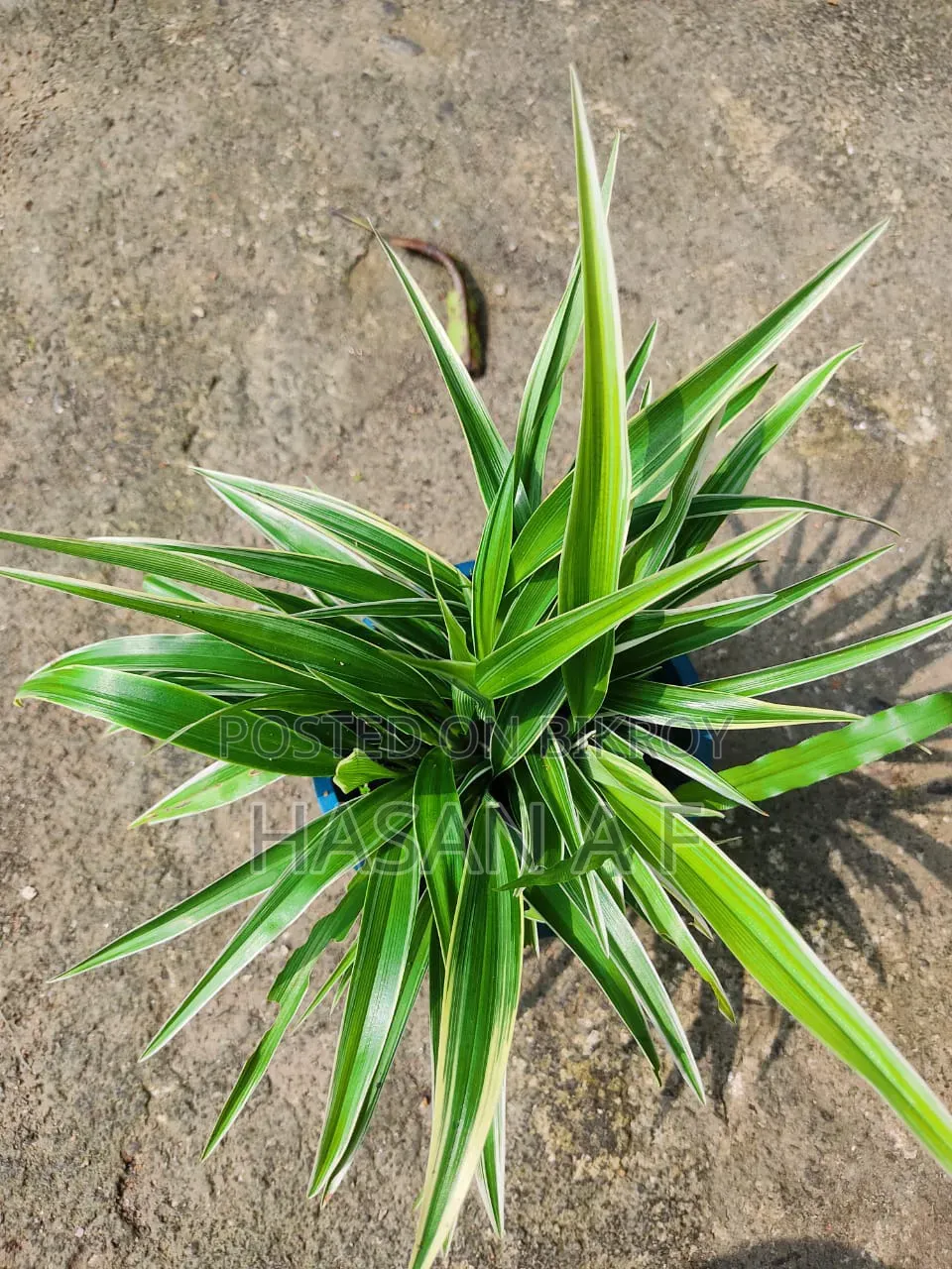 বিশেষ অফার যেকোনো ৪টি গাছ