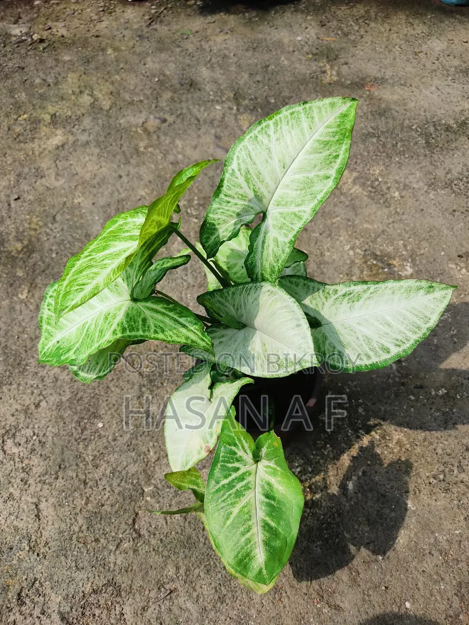 বিশেষ অফার যেকোনো ৪টি গাছ