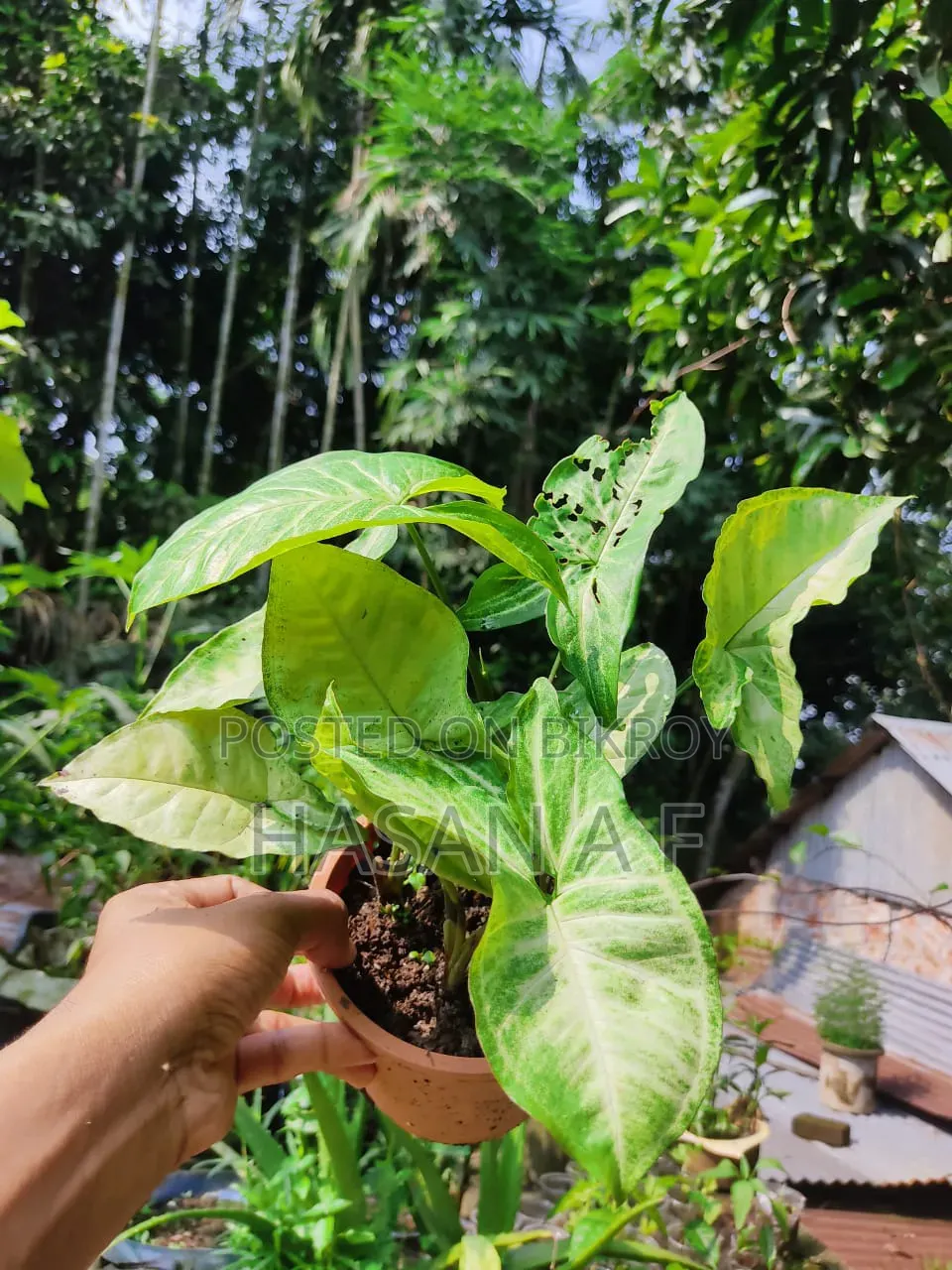 বিশেষ অফার যেকোনো ৪টি গাছ