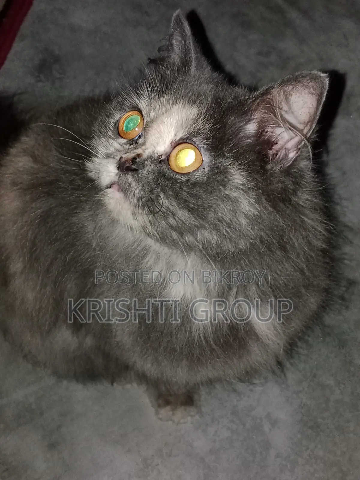 1+ year Female Purebred Persian