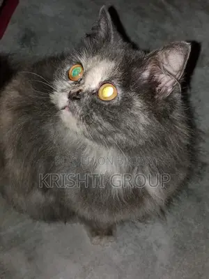 1+ year Female Purebred Persian