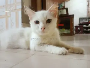 6-12 Months Female Mixed Breed Turkish Angora