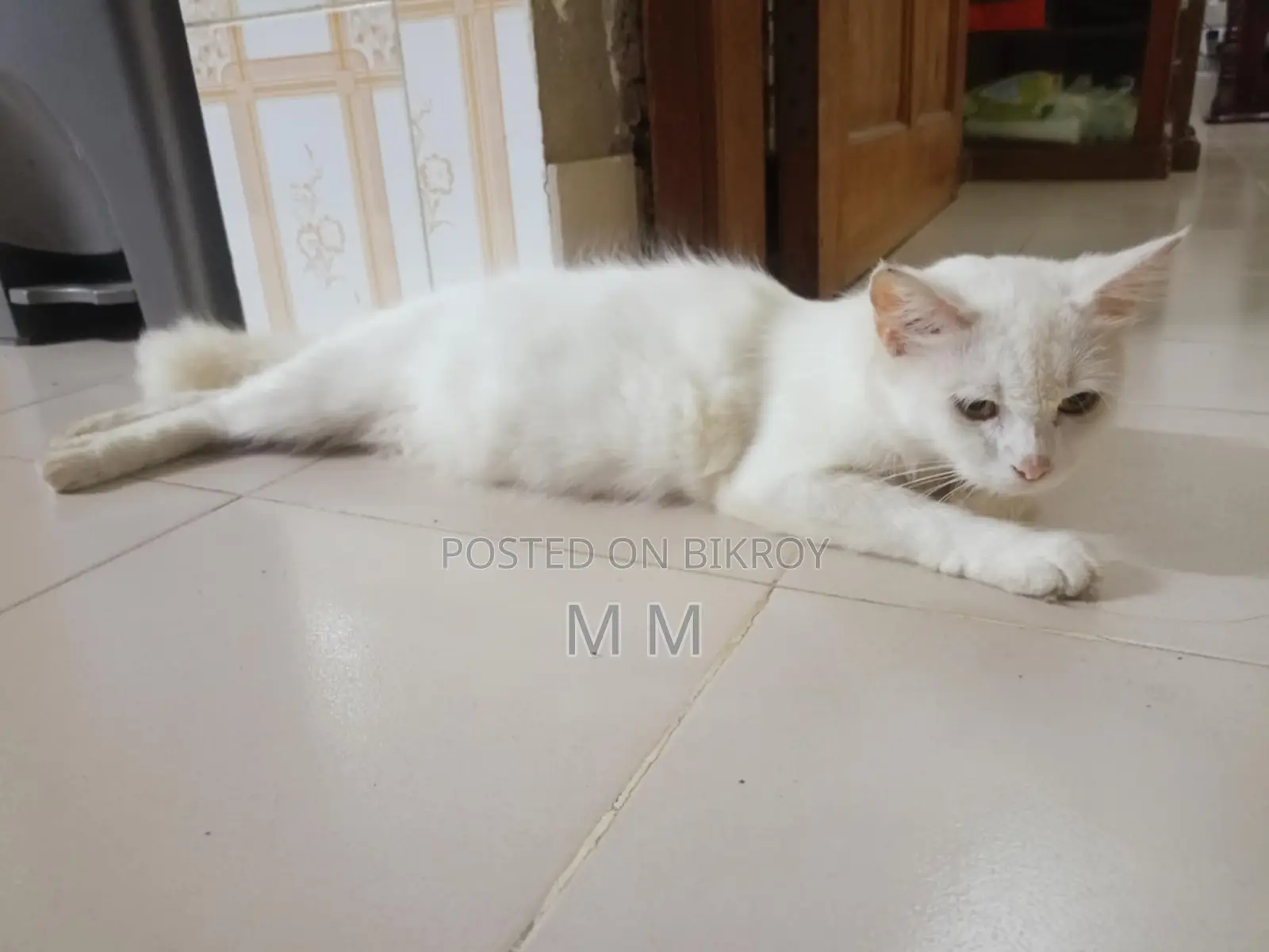 6-12 Months Female Mixed Breed Turkish Angora