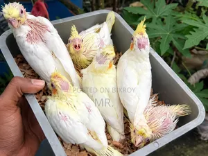 ককটেল বেবি