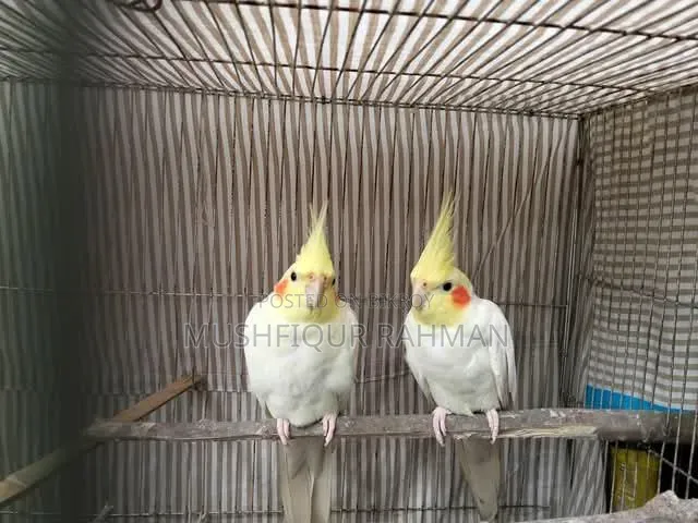 লোটিনো ক্রোকাটেল