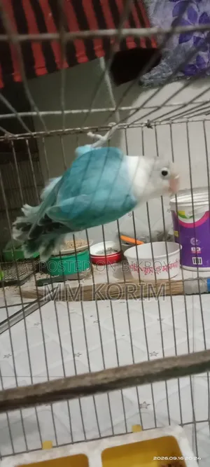 Love Bird.