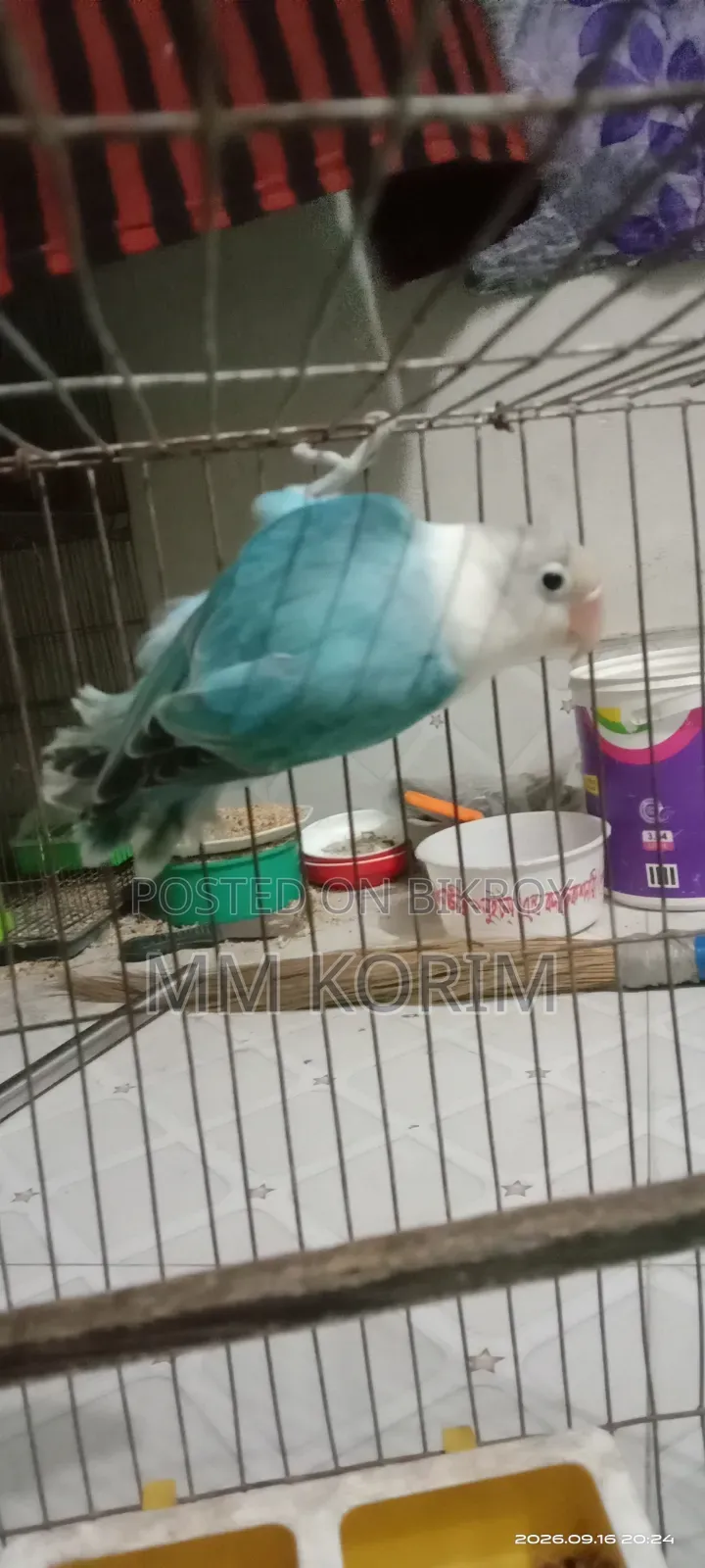 Love Bird.